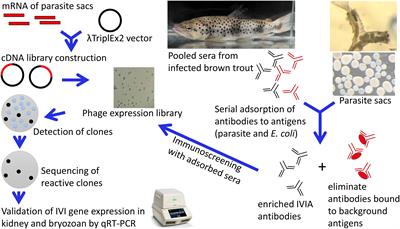 Identification of in vivo induced antigens of the malacosporean parasite Tetracapsuloides bryosalmonae (Cnidaria) using in vivo induced antigen technology